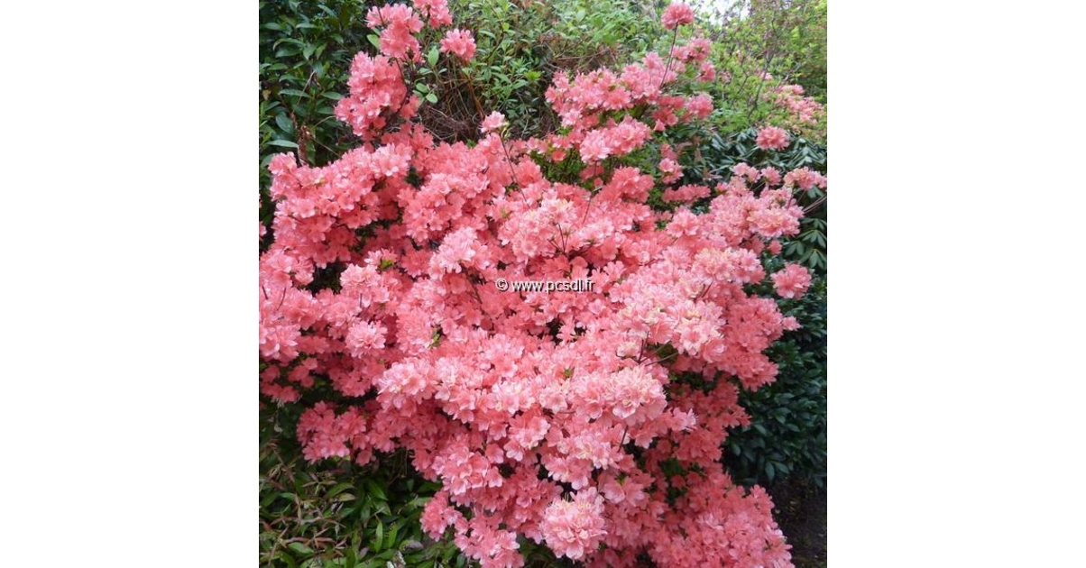 Rhododendron azalée persistante Rex C5L 40 60 Tous les arbustes